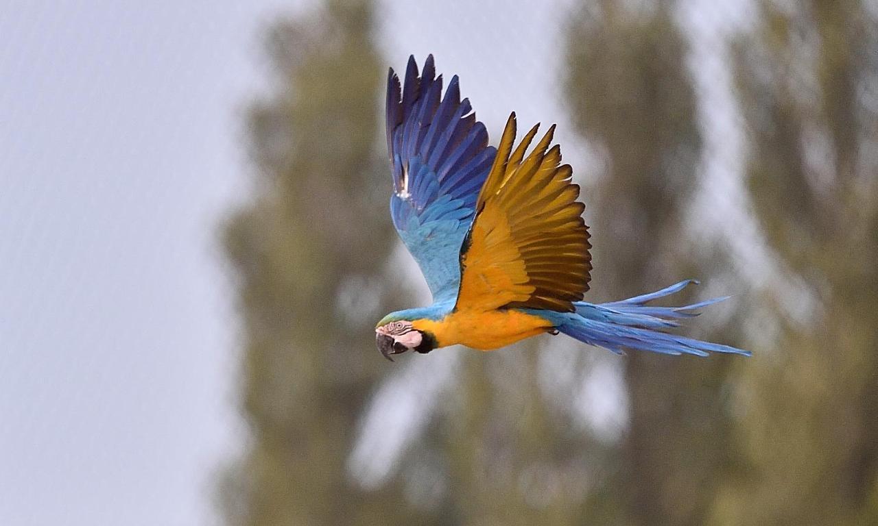 Lodge Parrot World - Les