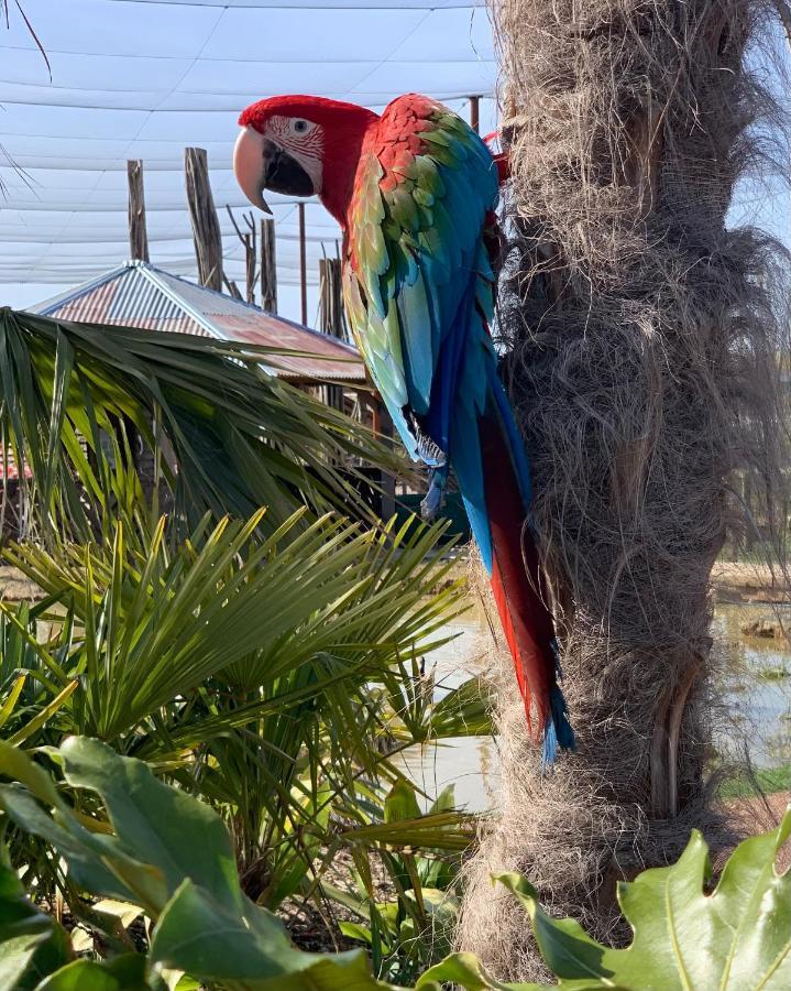 Lodge Parrot World - Les