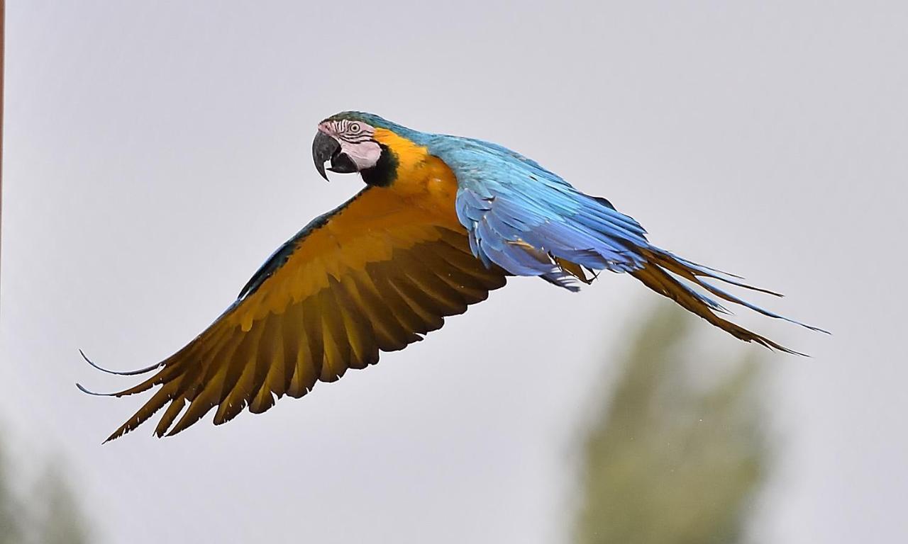 Parrot World - Les Lodge *