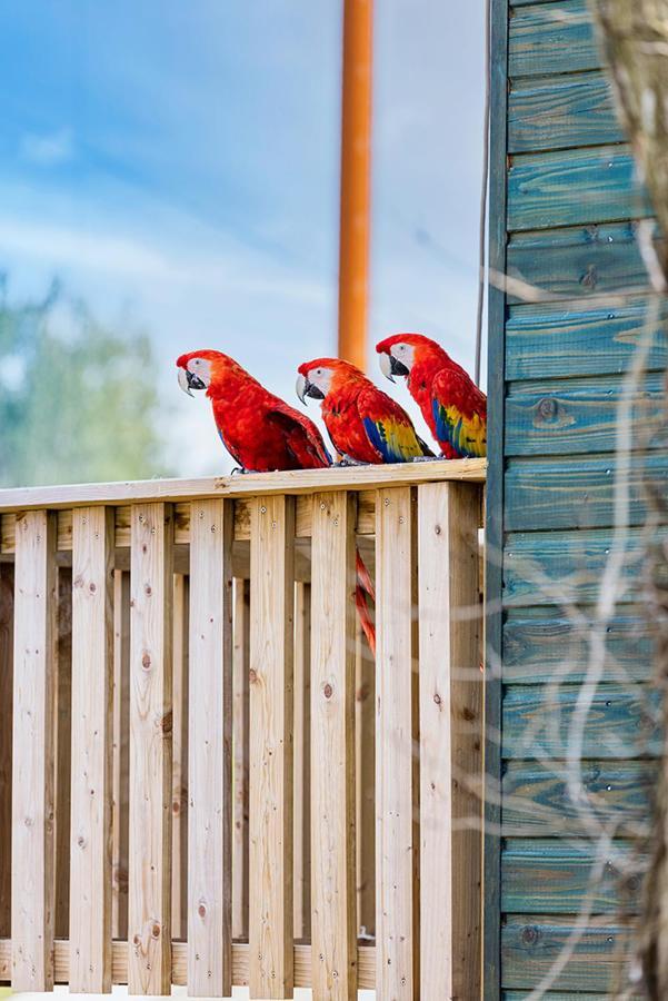 Parrot World - Les *
